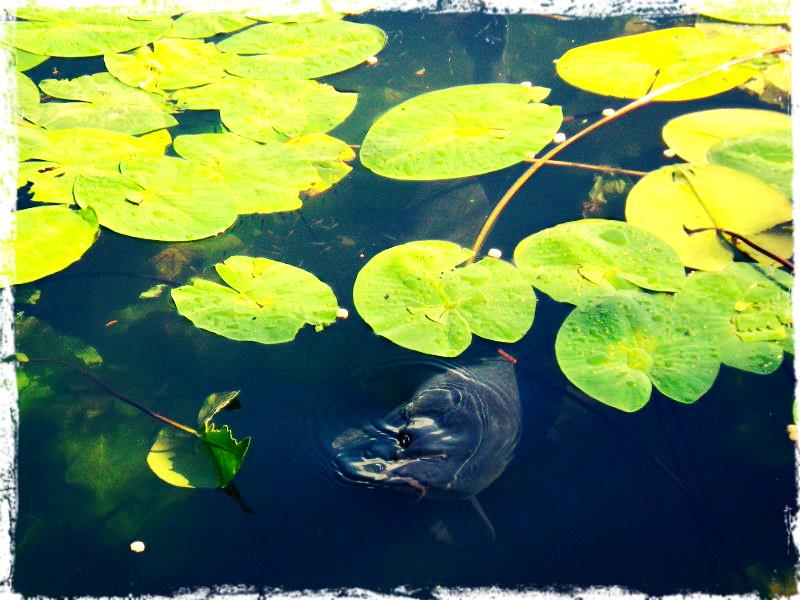 Pescuit - pescuitul-crapului-intre-ape-zig-rig-bugs.jpg